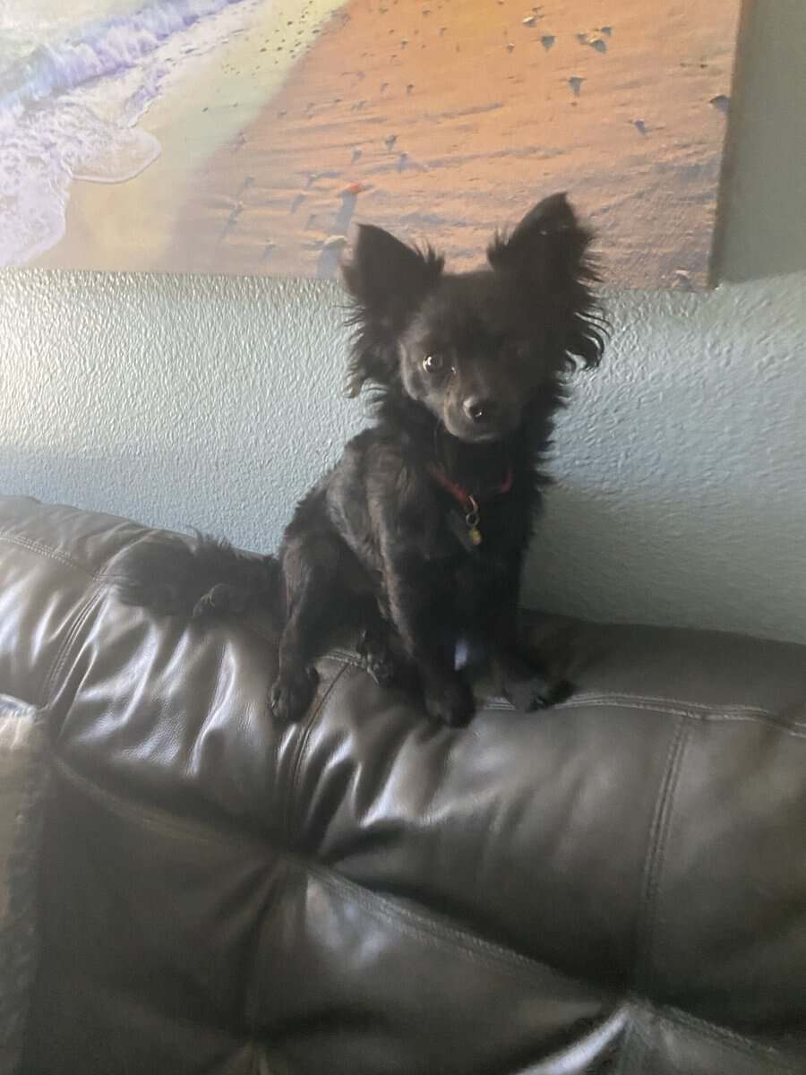 Dogs for sale (Pomchi breed) image 5