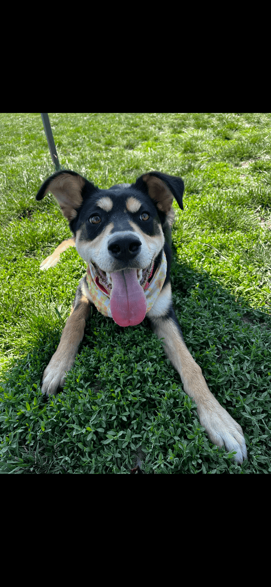 Free dog needs new home Husky/Rottweiler puppy image 2
