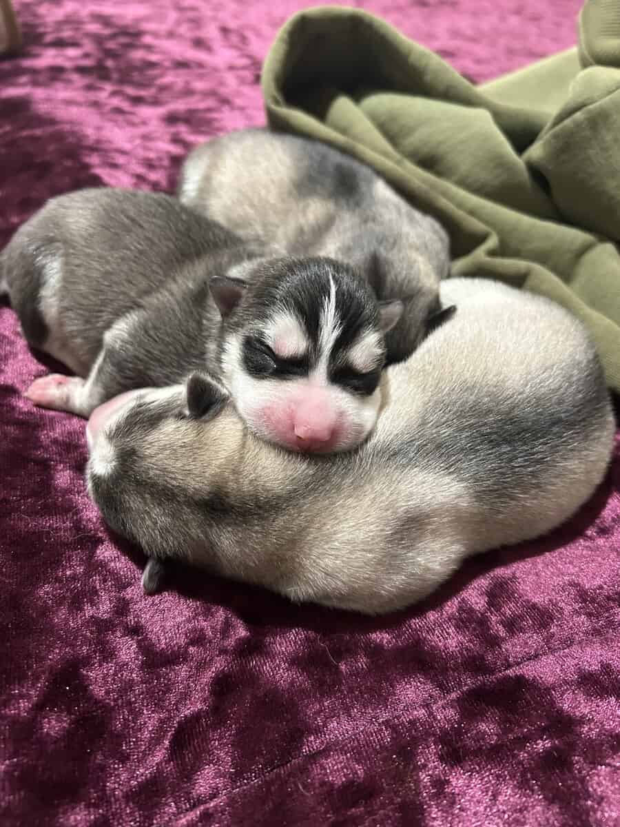 Husky image 4