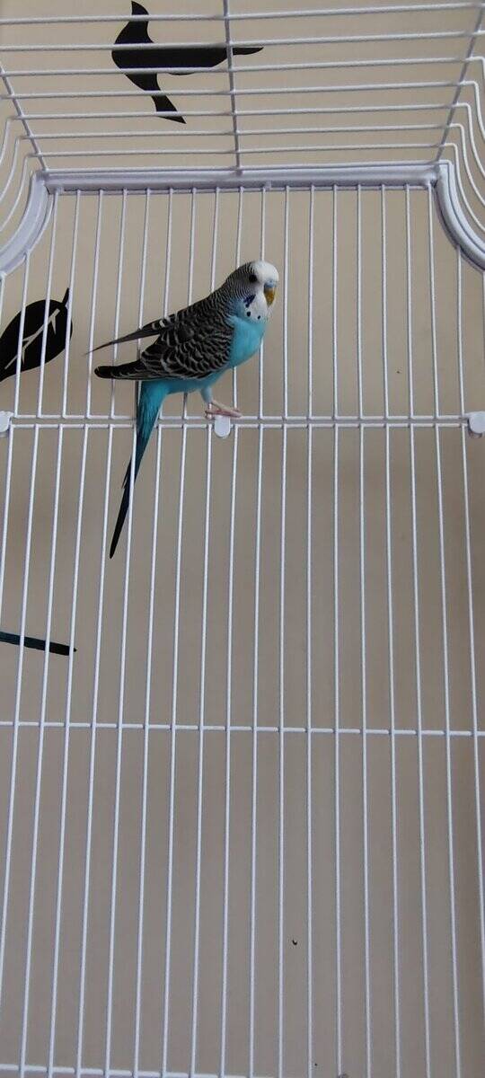 Birds with cage image 3
