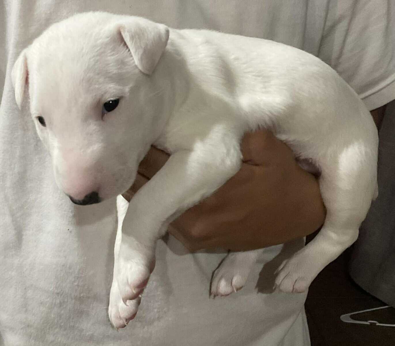 AKC Bull Terrier puppies for Sale image 5