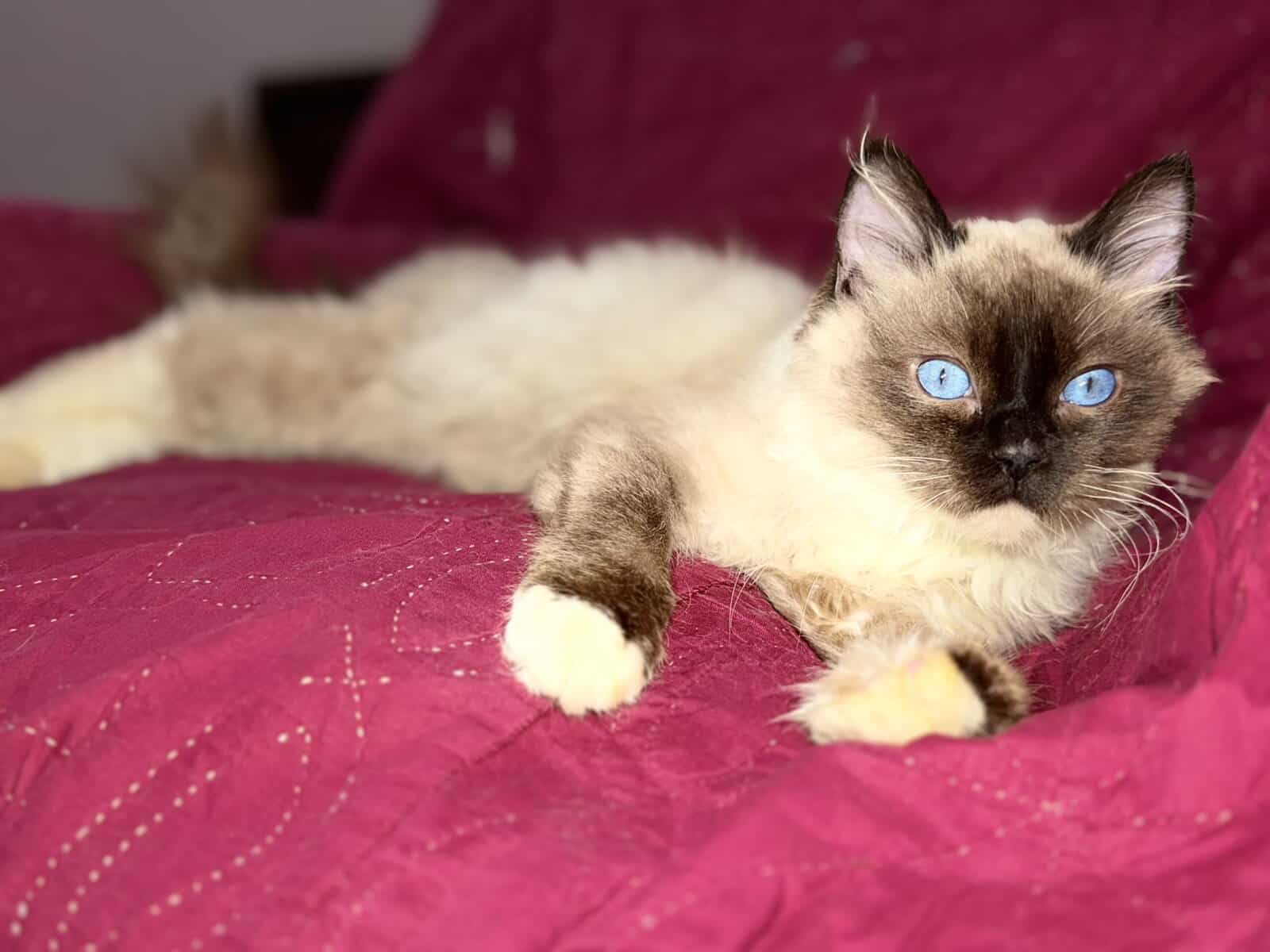Pure Breed Rag doll Fig Newton kitten image 4