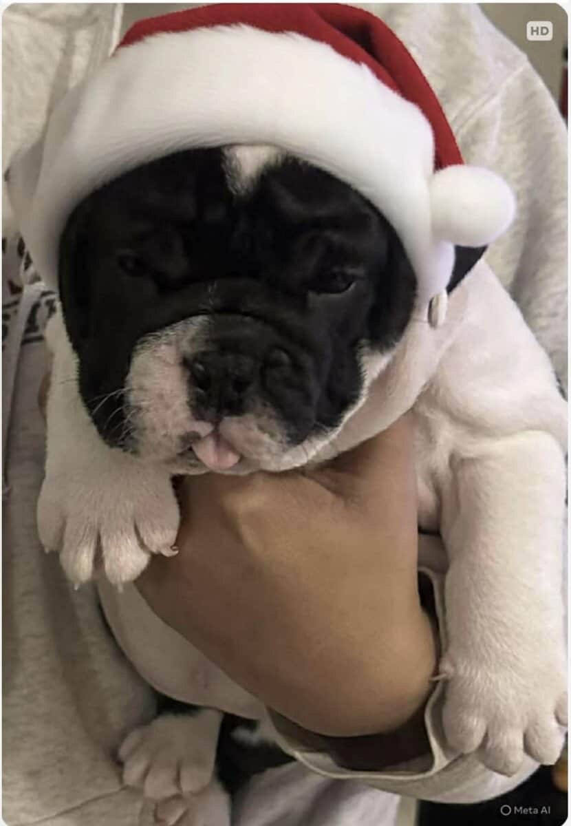 Female olde English bulldog image 6