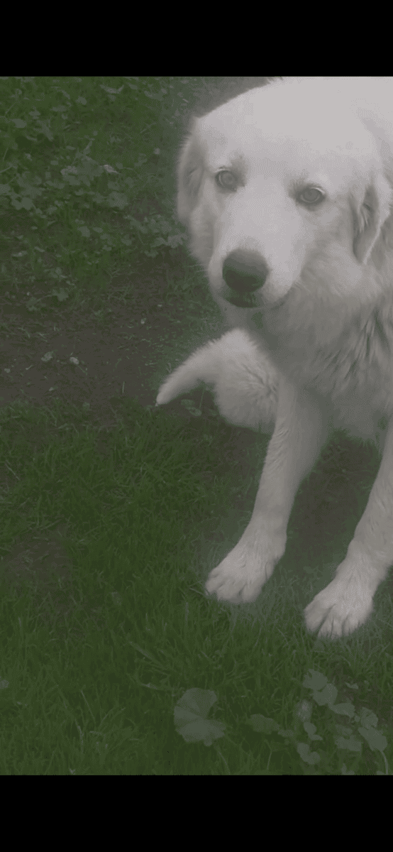 Great Pyrenees image 3