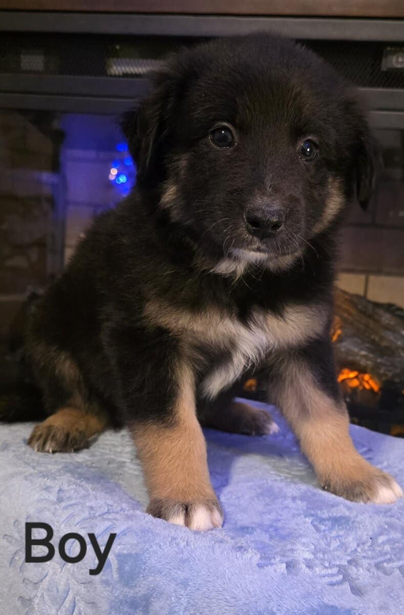 Australian Shepherd/Collie image 6