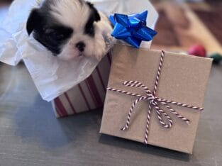 • “Adorable AKC Shih Tzu Puppies Ready for Their N