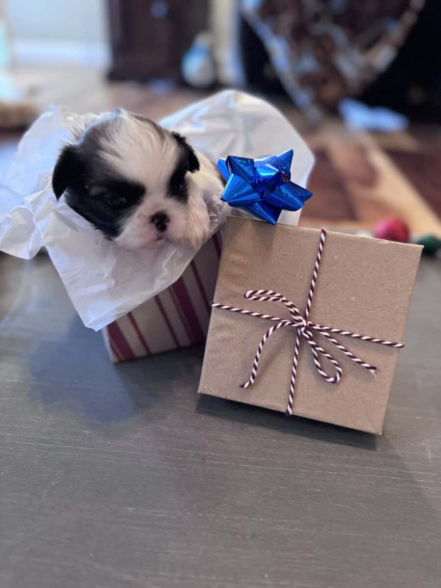 • “Adorable AKC Shih Tzu Puppies Ready for Their N image 1