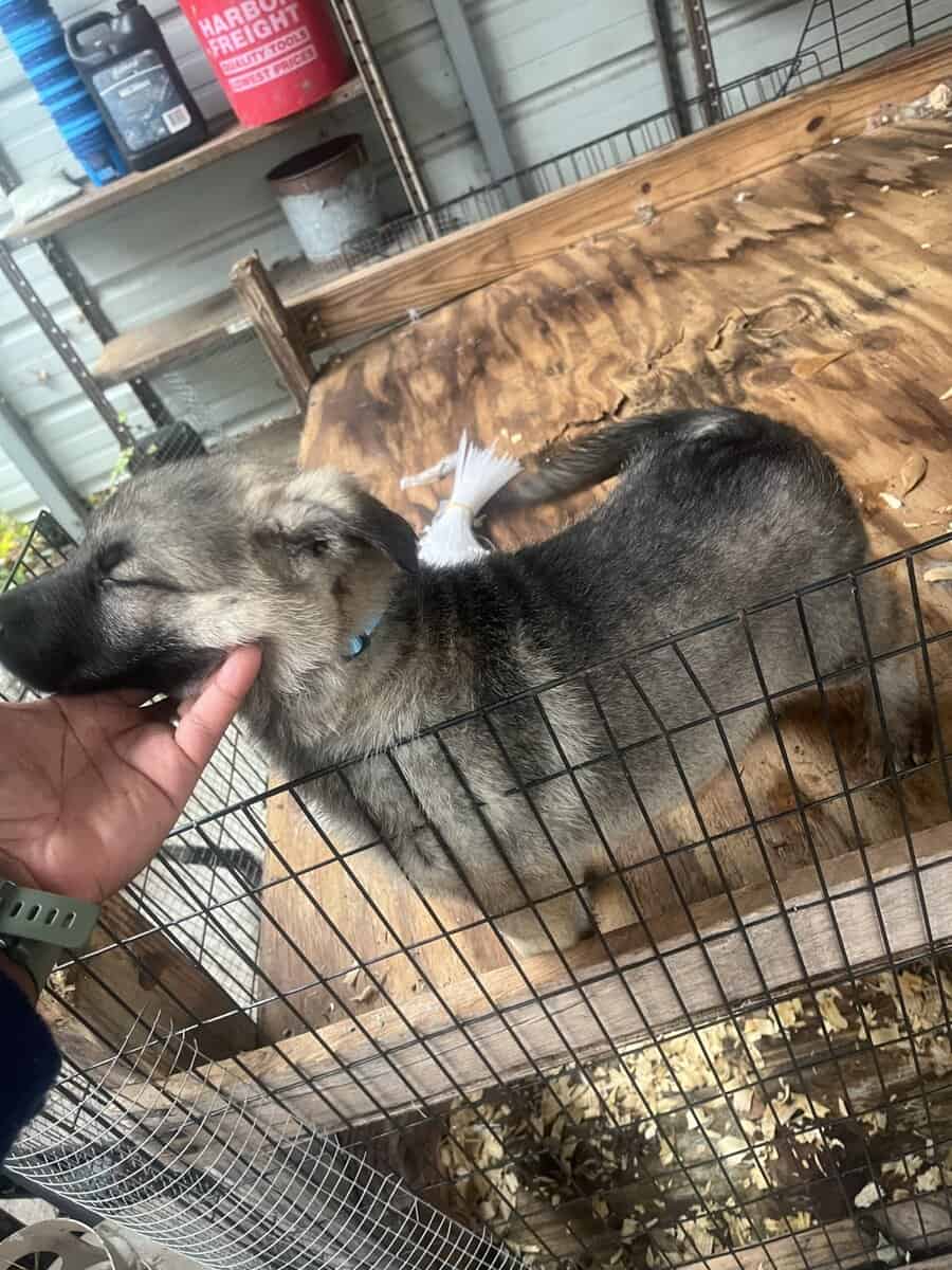 German Shepherd Puppies image 2
