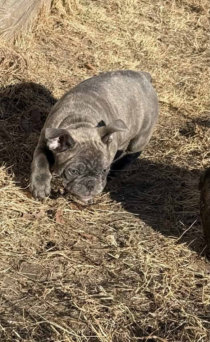 Purebred French bulldog pups image 4