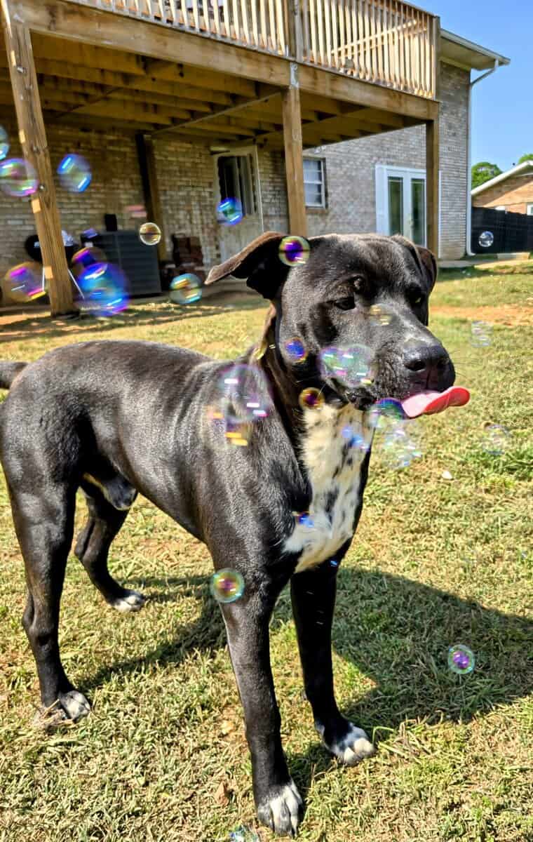 10 young mutts in search of forever homes image 3