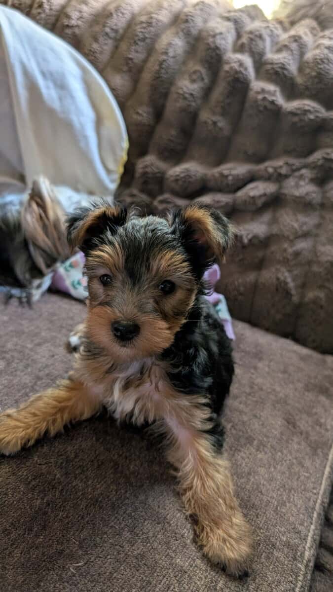 Yorkies image 4