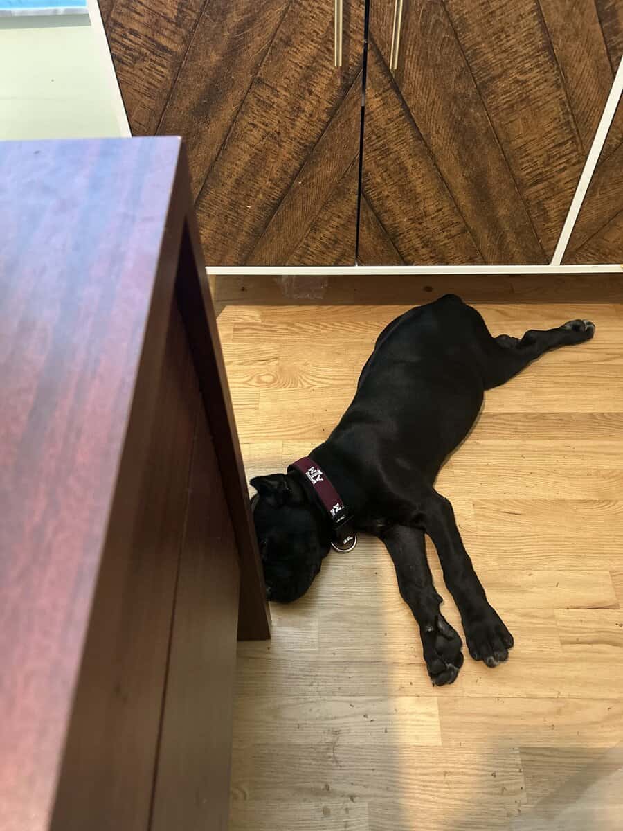 Cane Corso - Beautiful 6-Month Old Male Puppy Name image 1