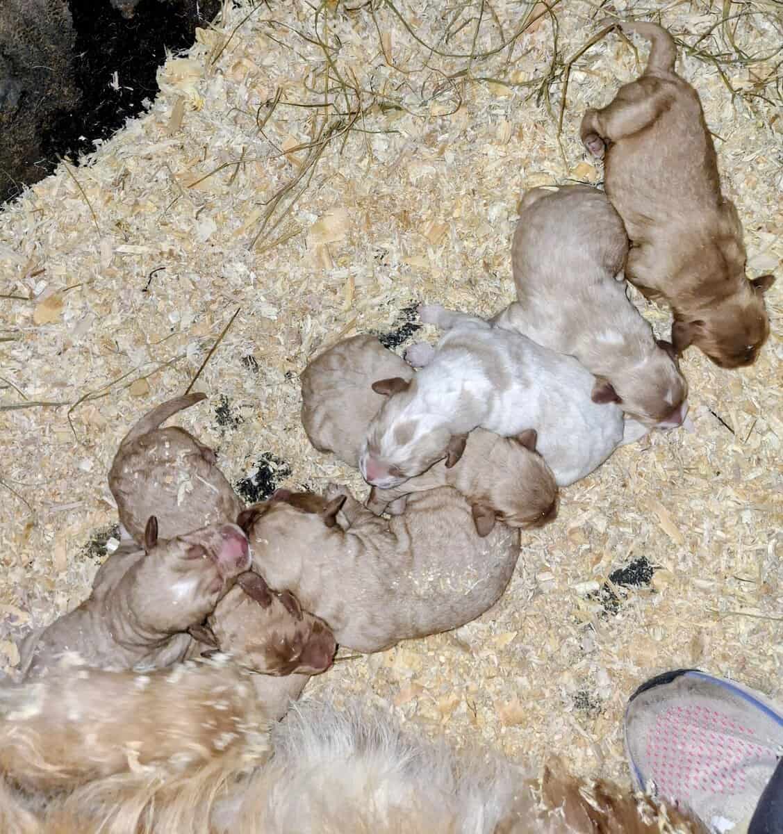 Labradoodle Puppies image 3