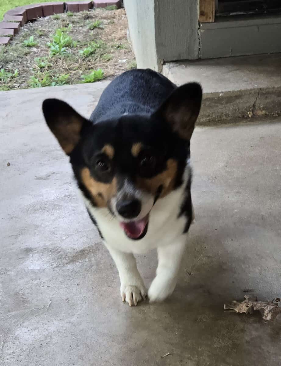 American corgi image 18