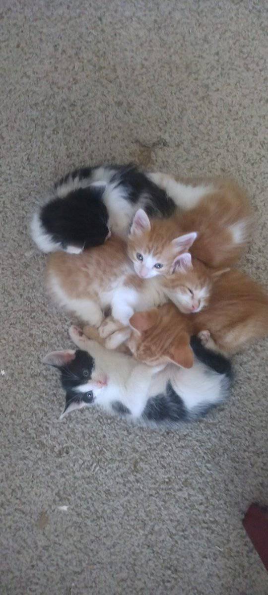 Free Christmas kittens (have five) image 1
