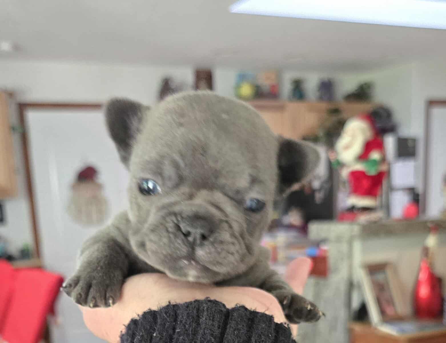 French Bulldog / Frenchie Puppies image 4