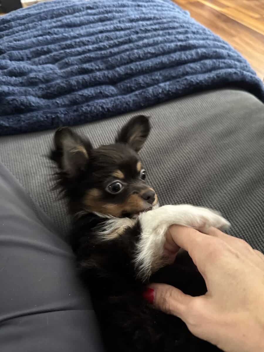 Beautiful Chihuahua image 1