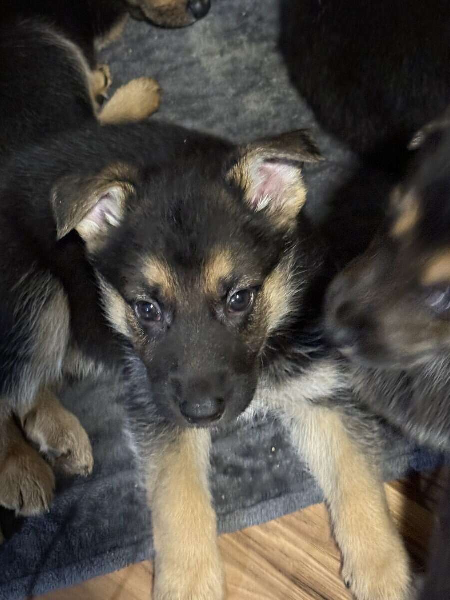 German shepherd puppies ready 12/20/2025 image 14