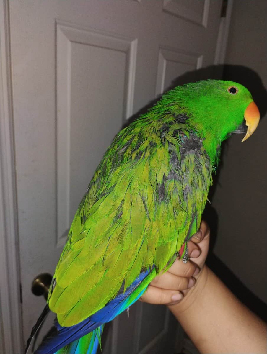 Eclectus Parrot for sale *cheap, free cage, food* image 4