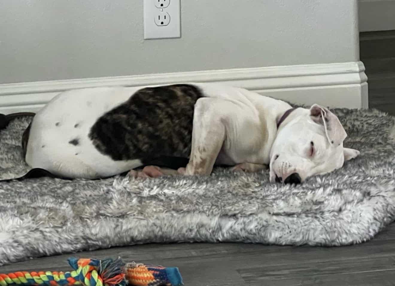 Pitbull mix image 4