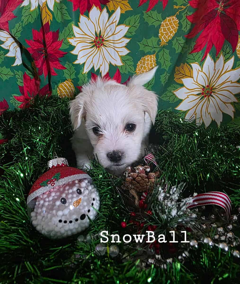 Coton De Tulear puppies image 1