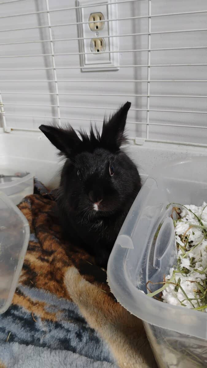 1 year 7 month old Lion head bunny in need of home image 2