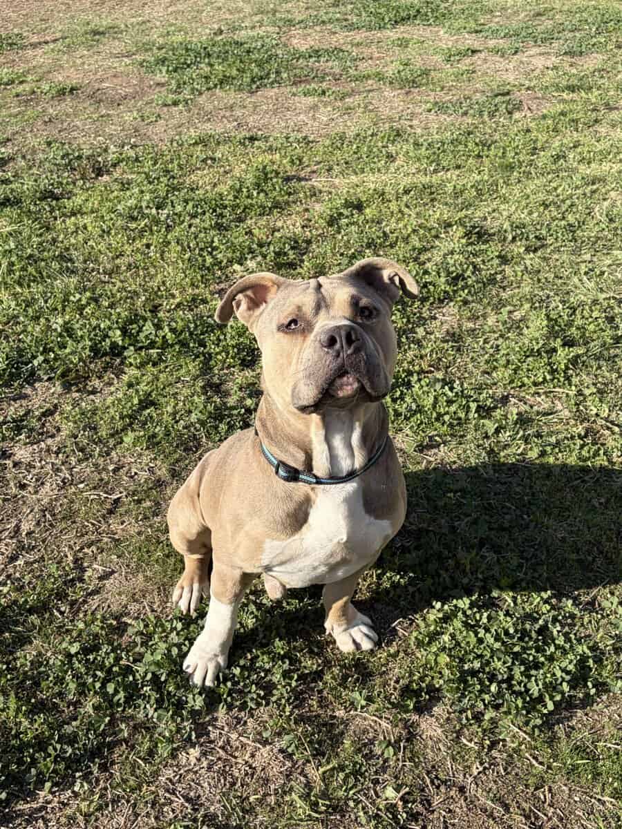 Meet Caine American bully image 1