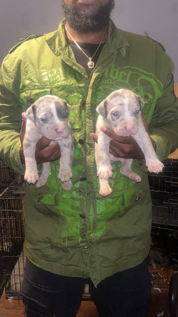 American Bully Pocket Puppies Ready On Christmas image 3