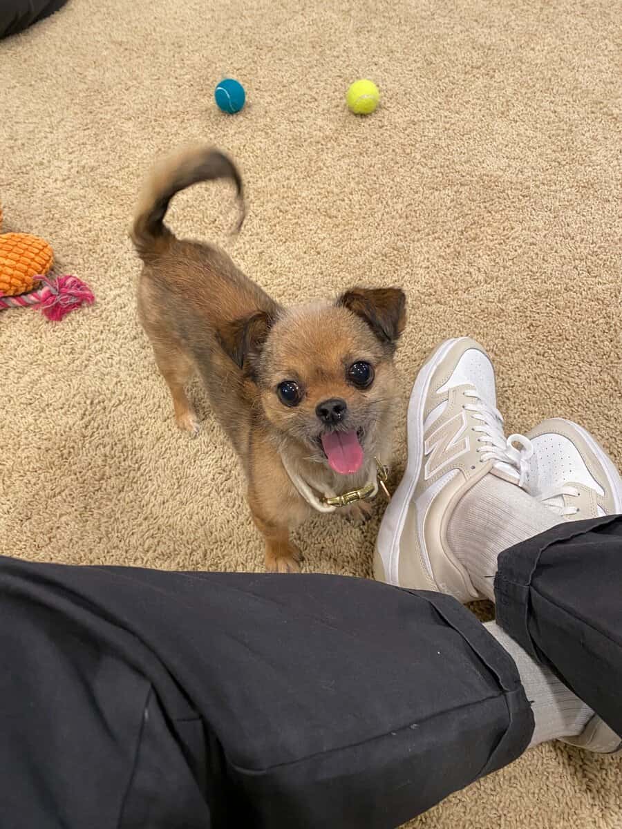 Tiny dog for sale! “Baba” image 6