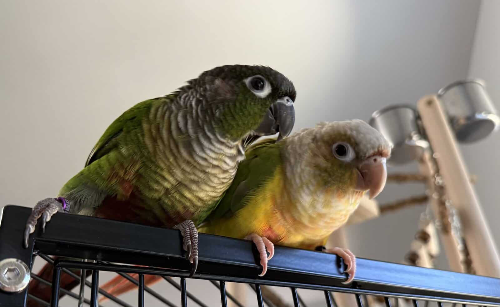 Green cheek conure and pineapple image 11