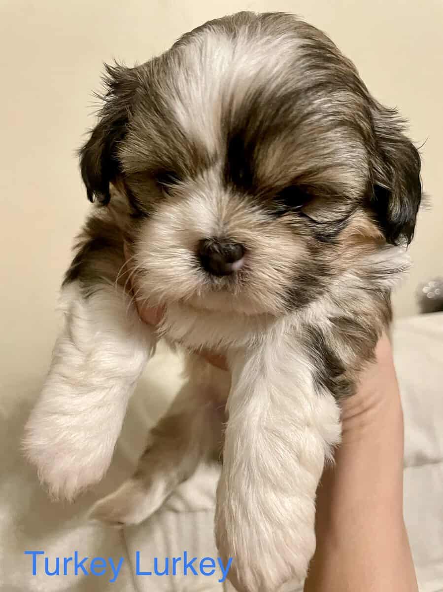 Shih Tzu Pups image 14