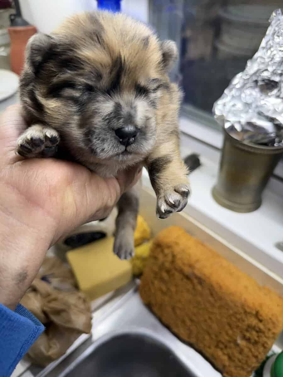 Chow chow puppies image 5