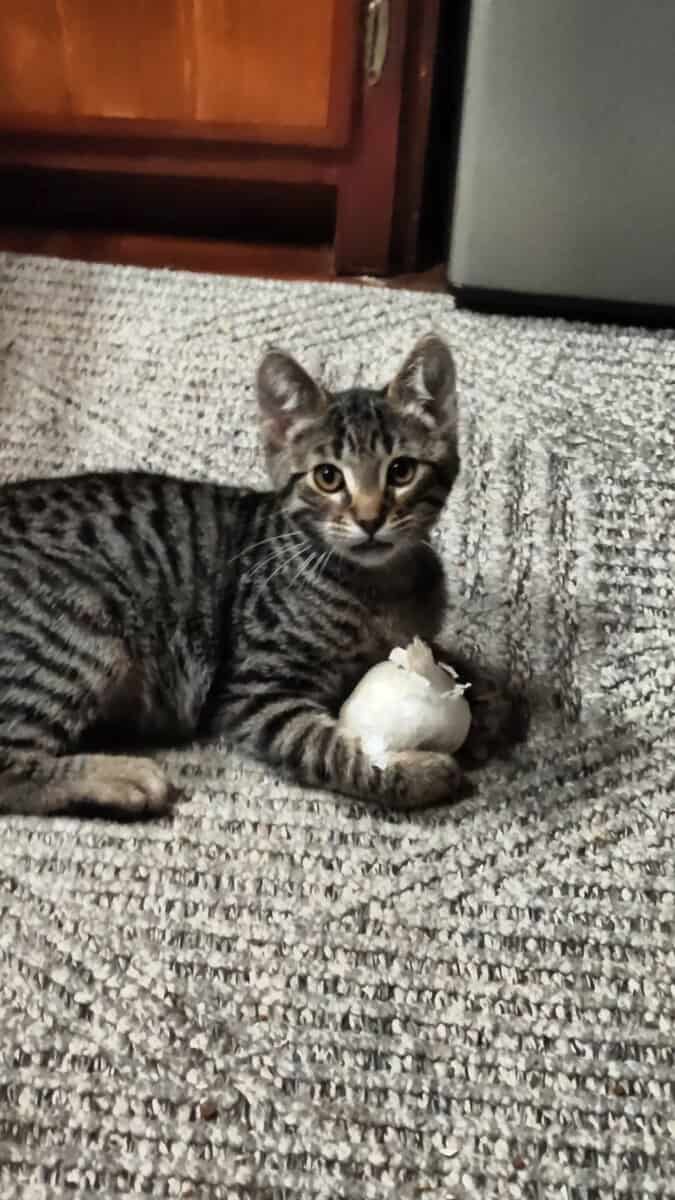 Healthy happy, teenage kittens. image 4