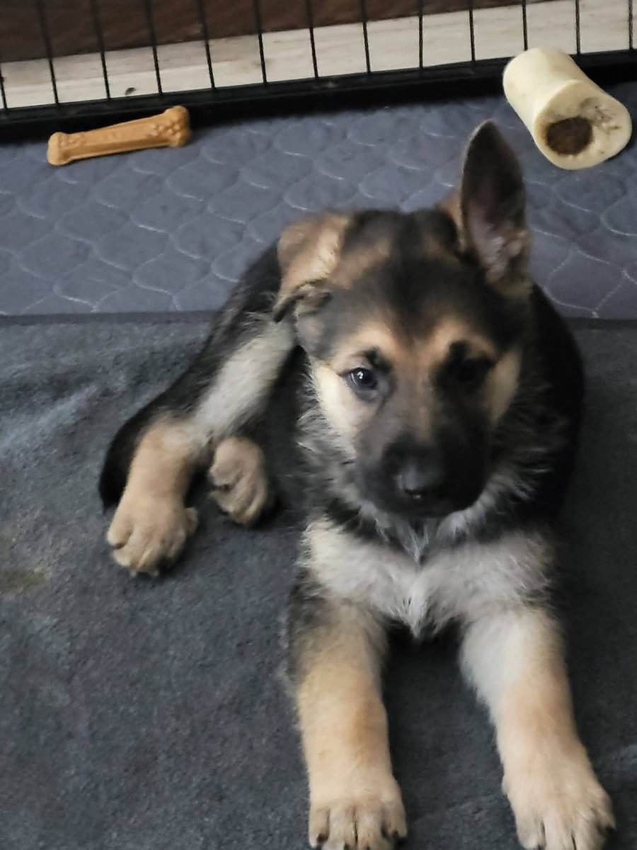Akc German shepherds image 8