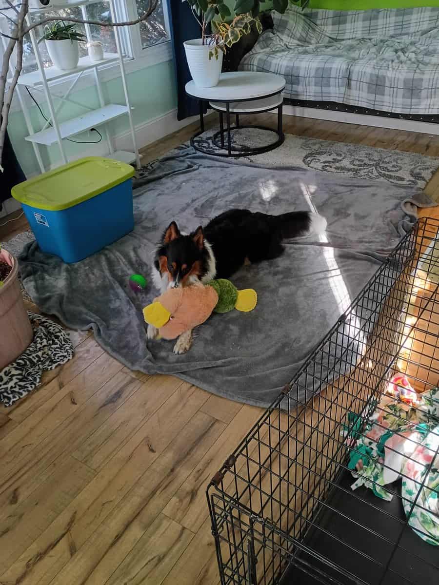 Rehome boarder collie image 1