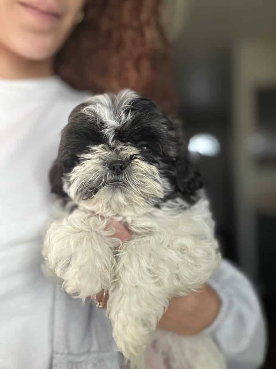 Shih Tzu puppy AKC image 5