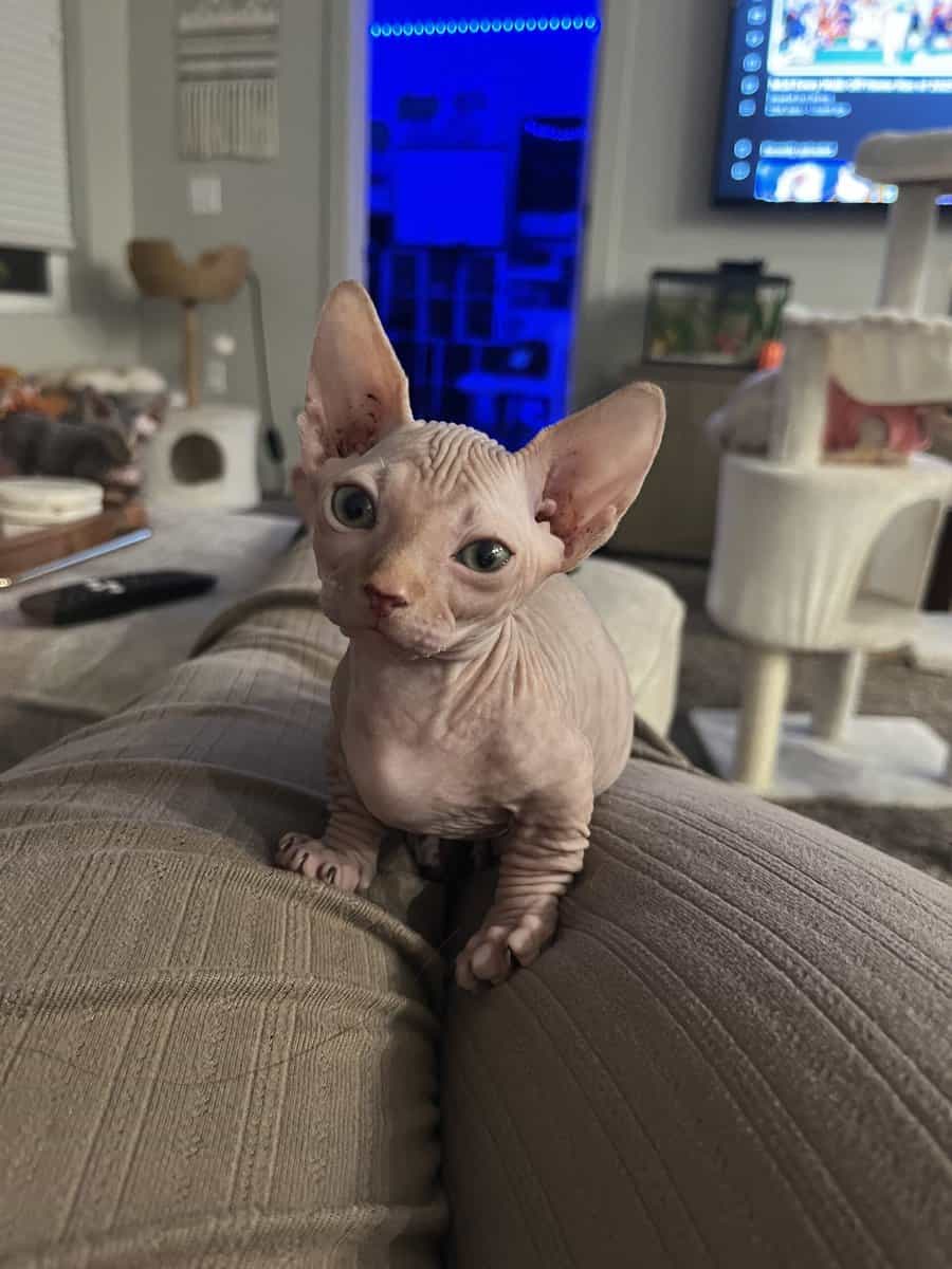 Bambino Sphynx Kitten — ready to go home! image 4