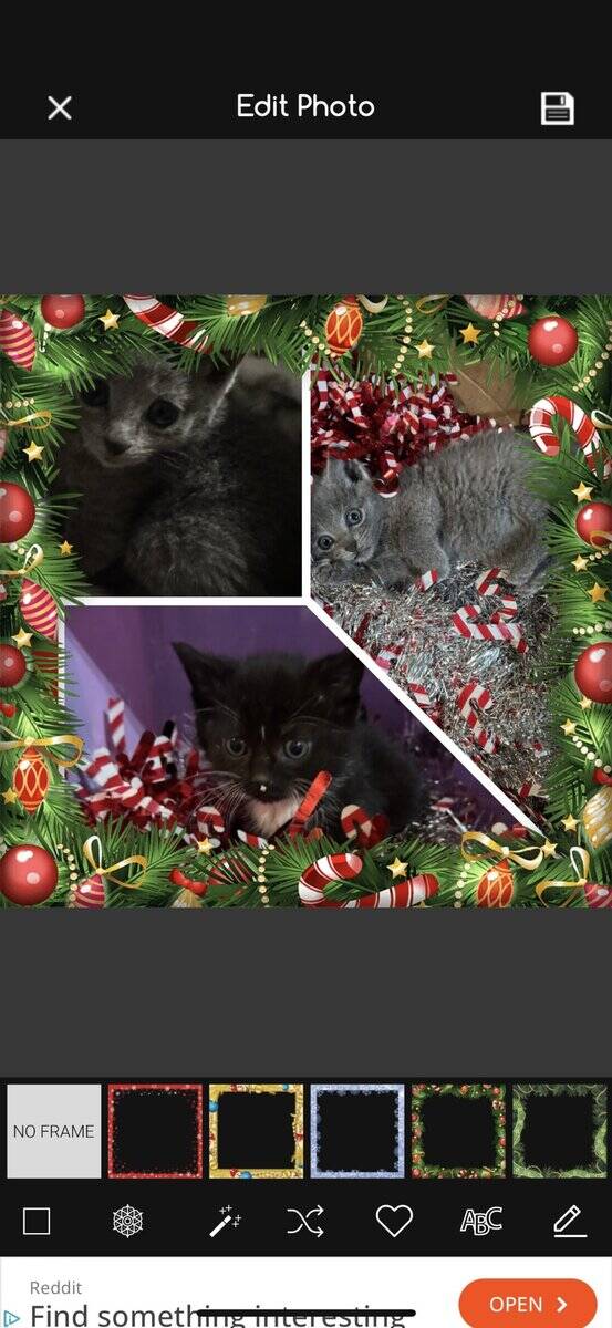 Just in time for Christmas image 1