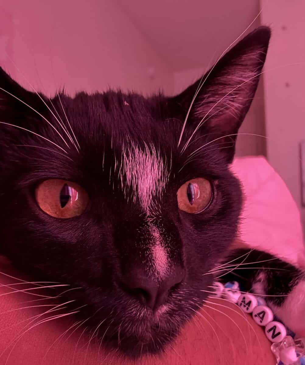 Giving away a 6 month old tuxedo cat image 1