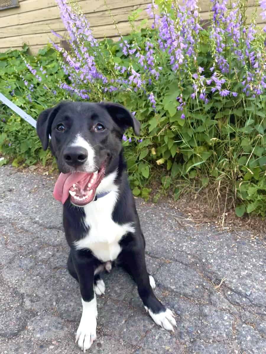 Kobe needs a home! image 1