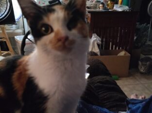 Beautiful Calico Female 6 to 8 months old.