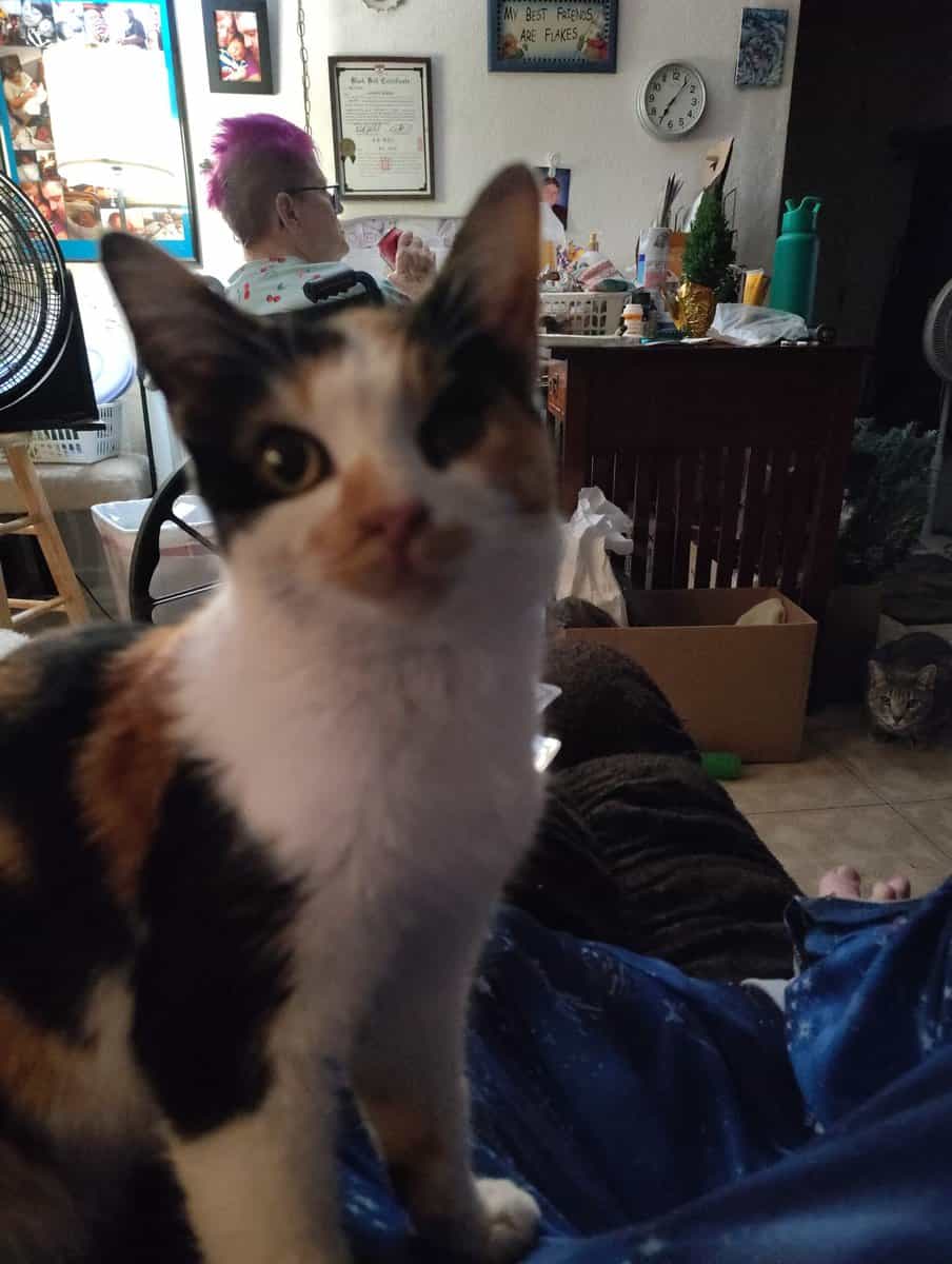 Beautiful Calico Female 6 to 8 months old. image 1