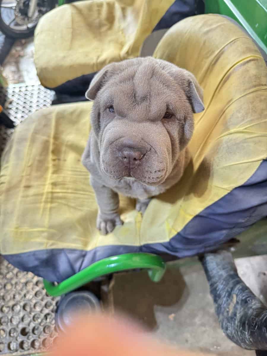 Chinese Shar Pei Pups image 2