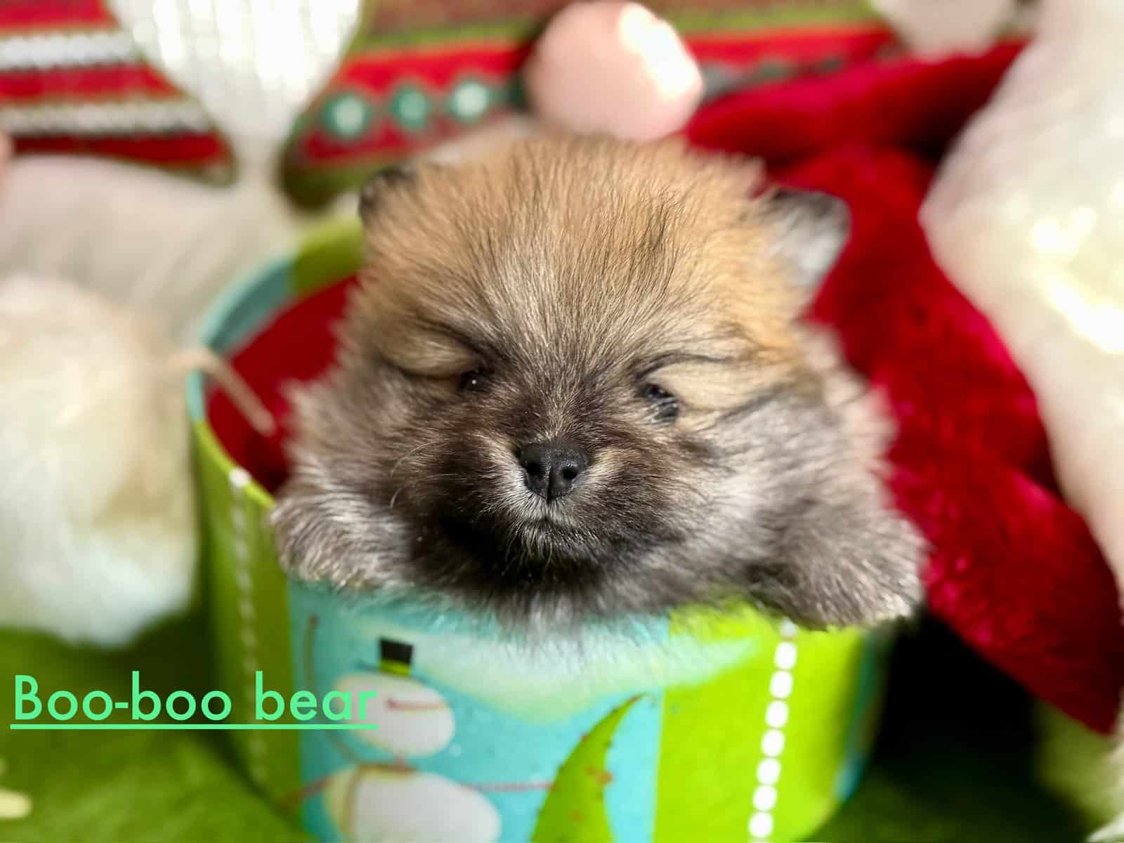 Adorable Pomeranian Puppies image 11