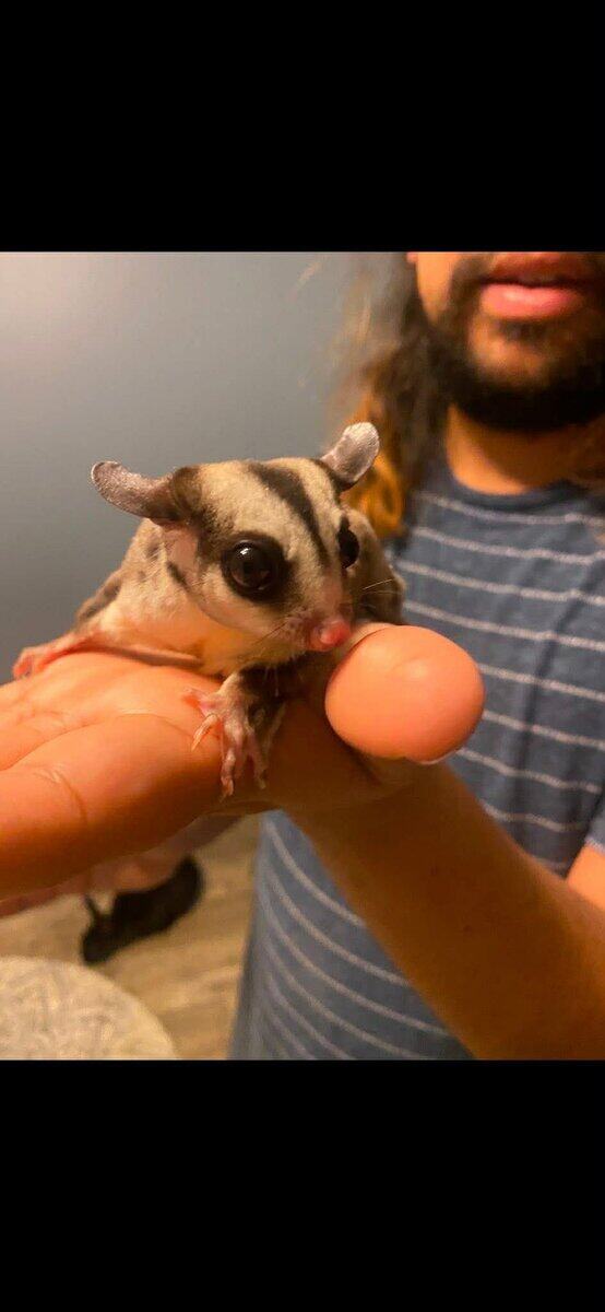 Sugar Glider (colony of 3) image 1