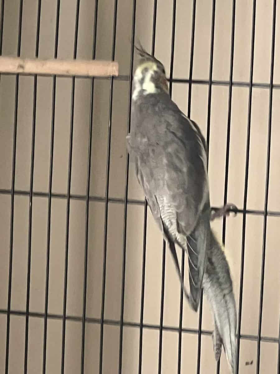 cockatiel image 2