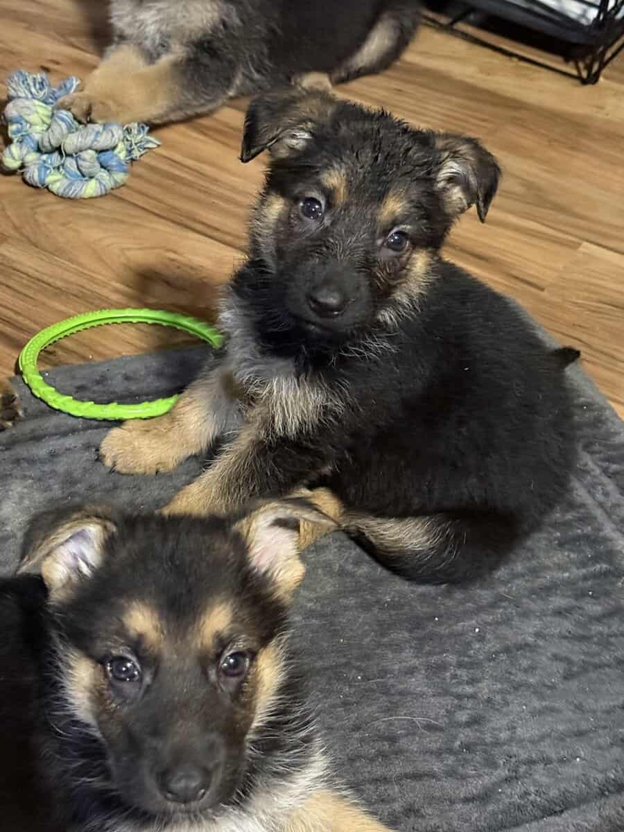German shepherd puppies ready 12/20/2025 image 11