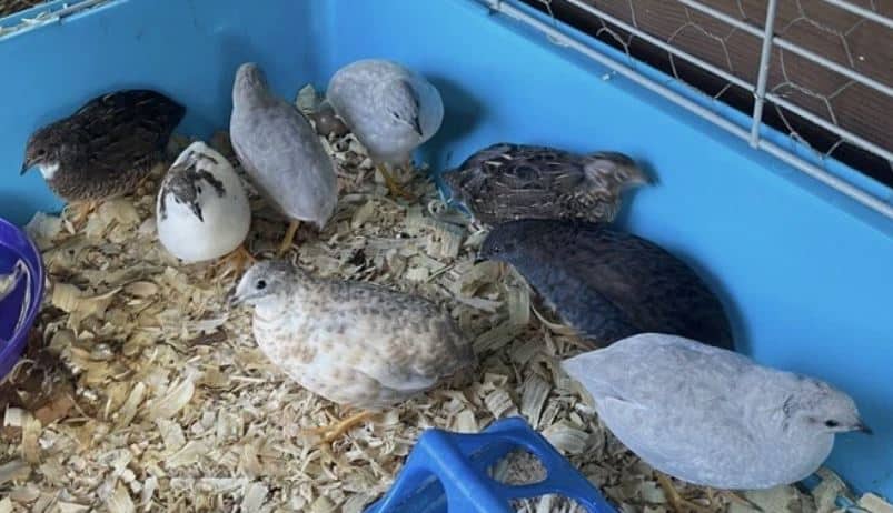 BUTTON QUAIL FOR SALE,,,,ALL COLORS image 4