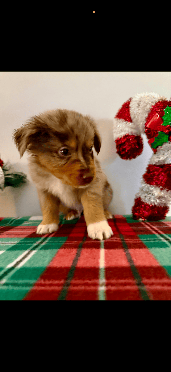 Australian Shepherd Puppies! image 1