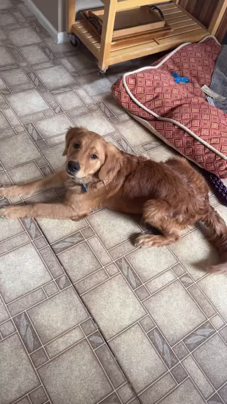 My name is Sammy! Golden Retriever 7 months image 2